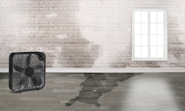 Best Flood damage cleanup  in Whiteriver, AZ